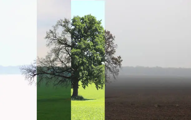 Abstract image of lonely tree in winter without leaves on snow, in spring without leaves on grass, in summer on grass with green foliage and autumn with red-yellow leaves as symbol of four seasons