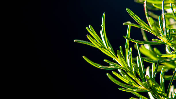 istock Close-up rosemary in the plant 1186870019