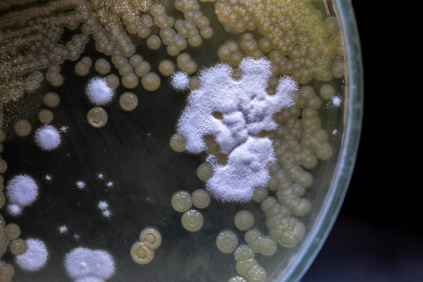 Mold Beautiful, Colony of Characteristics of Fungus (Mold) in culture medium plate from laboratory microbiology. Mold Beautiful, Colony of Characteristics of Fungus (Mold) in culture medium plate from laboratory microbiology. yeast cells stock pictures, royalty-free photos & images