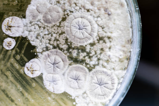 mold beautiful, colonia de características de hongos (molde) en placa mediana de cultivo de microbiología de laboratorio. - bacterium petri dish microbiology cell fotografías e imágenes de stock