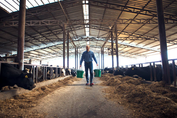 istock Farmer with buckets at dairy farm feeding cows. 1186872469