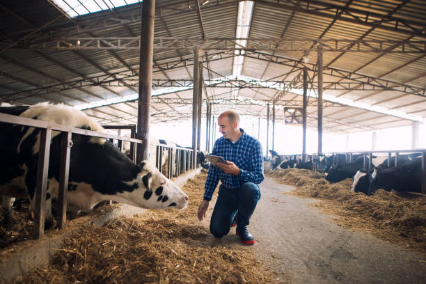 Farmer and cows at dairy farm. Cattleman holding tablet and observing domestic animals for milk production. Farmer and cows at dairy farm. Cattleman holding tablet and observing domestic animals for milk production. dairy cattle photos stock pictures, royalty-free photos & images
