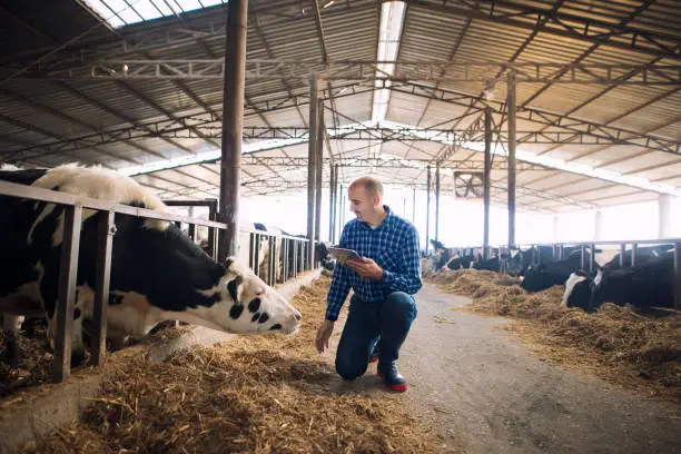 Photo of Farmer and cows at dairy farm. Cattleman holding tablet and observing domestic animals for milk production.