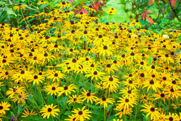istock Yellow daisy in the garden 1186873674