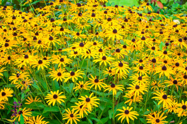 istock Yellow daisy in the garden 1186873878