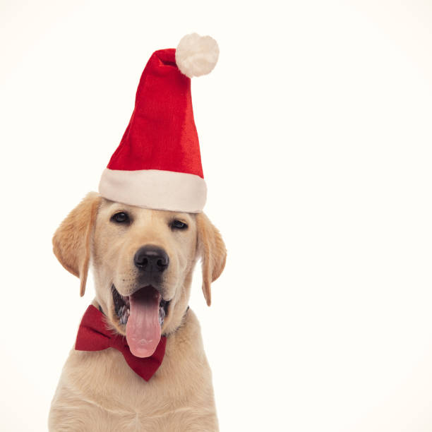 istock elegant santa claus labrador retriever puppy is panting 1186873921