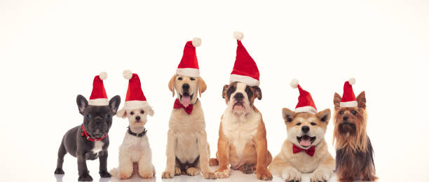 istock 6 happy dogs celebrating christmas together 1186874073
