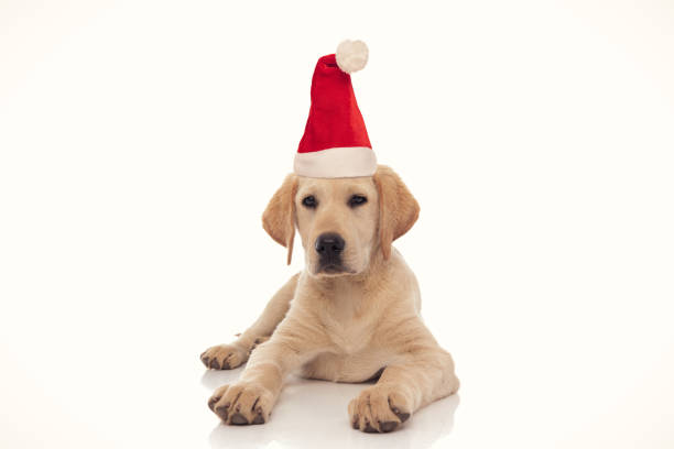 istock sad labrador retriever wearing santa hat lying down 1186874274