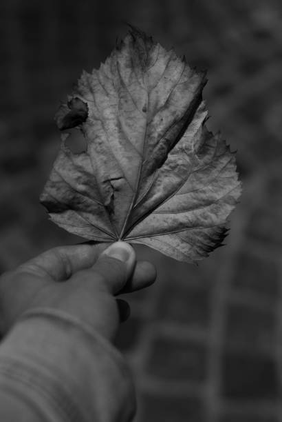 istock Monochromatic shot of a Maple leaf, fallen from its tree 1186874935