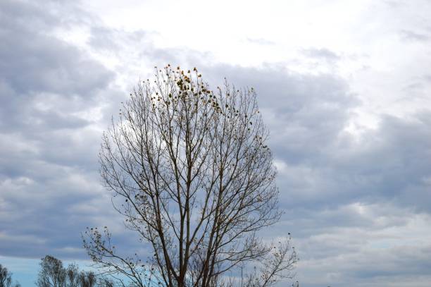 istock the bare autumn branches of trees 1186875117