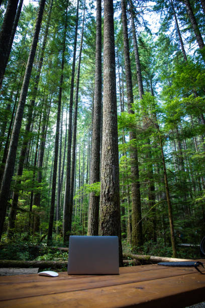 Nature meets technology for the workaholics; a laptop and a mouse on a picnic table in a campground in Vancouver Island, in the middle of super tall tress like pines or douglas firs.