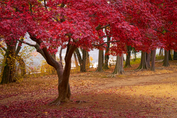 paysage d'automne - japanese maple leaf autumn abstract photos et images de collection