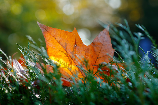 Single autumn colored leaf on a hedge