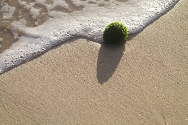 Marimo of green algae, drifted stranded on the beach Seaweed balls drifted stranded on the beach that looks like velvet. Its a type of green algae, Aegagropila linnaei, known as marimo. national park akan stock pictures, royalty-free photos & images