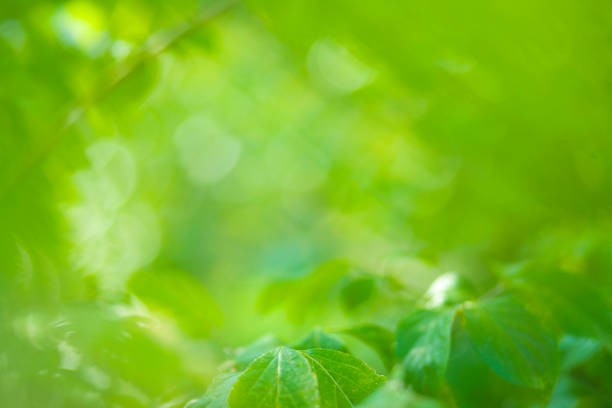 istock green nature blur bokeh background 1186878018