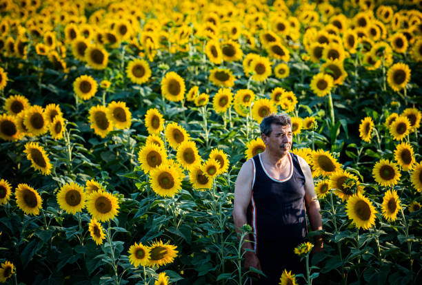 Farmer at sunflower field