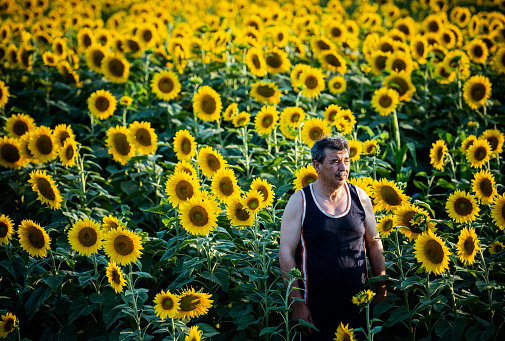 Farmer at sunflower field
