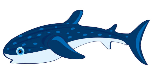 Ilustración de El Tiburón Ballena Grande Sobre Fondo Blanco Está Aislado y  más Vectores Libres de Derechos de Tiburón ballena - iStock