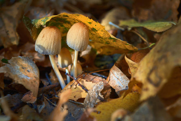 funghi nella foresta autunnale da vicino - moss fungus macro toadstool foto e immagini stock