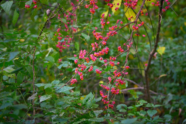 istock wild berries on a branch close-up 1186879039