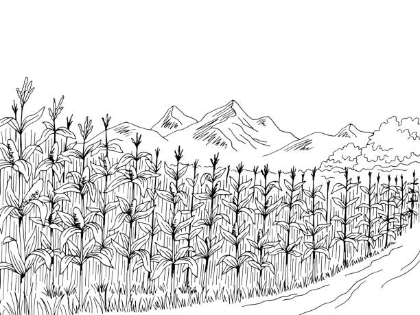 корнфилд графический черный белый пейзаж эскиз иллюстрация вектор - farm vegetable black landscape stock illustrations