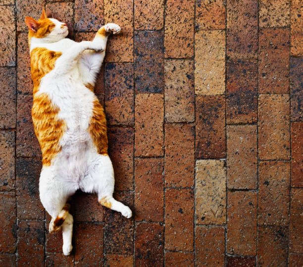 Upside-down fat cat doesn't have a care in the world.
