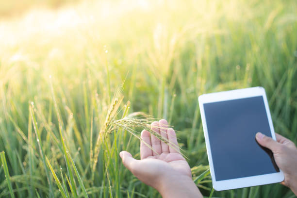 istock Female farmer hands holding a tablet touching soft rice in rice field,Smart farming using modern technologies in agriculture. Female agronomist farmer with digital tablet computer. 1186880842