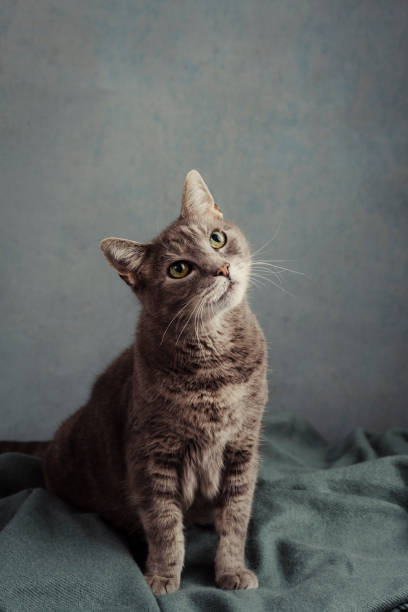 Cute grey cat in studio portrait Cute grey cat in studio portrait head cocked stock pictures, royalty-free photos & images