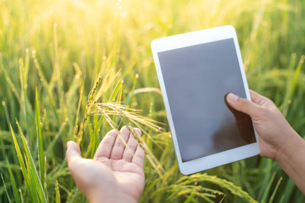 istock Female farmer hands holding a tablet touching soft rice in rice field,Smart farming using modern technologies in agriculture. Female agronomist farmer with digital tablet computer. 1186880975