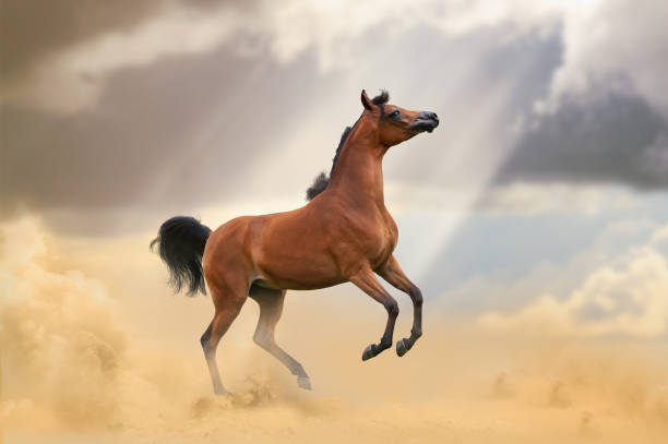 piękny młody koń arabski w zatoce - powerfull zdjęcia i obrazy z banku zdjęć