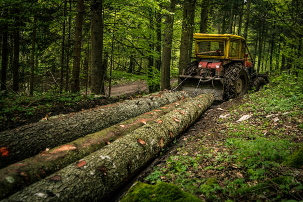 skidder puxando troncos - wilderness area usa tree day - fotografias e filmes do acervo