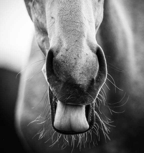 Funny foal showing tongue