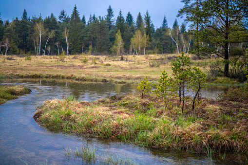 View of river in forest with trees in background.