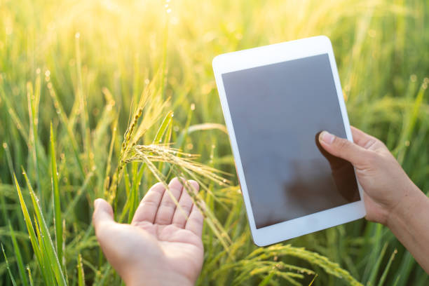 istock Female farmer hands holding a tablet touching soft rice in rice field,Smart farming using modern technologies in agriculture. Female agronomist farmer with digital tablet computer. 1186881235