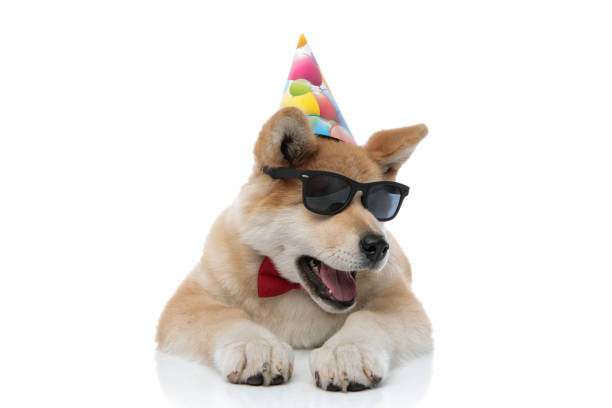 istock Tired Akita Inu yawning and looking away 1186881237