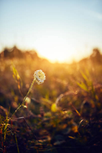 Flower with sunrise / sunset on a golden colored meadow.