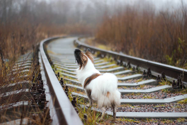 istock Russia, Yaroslavl, the old railway 1186881288