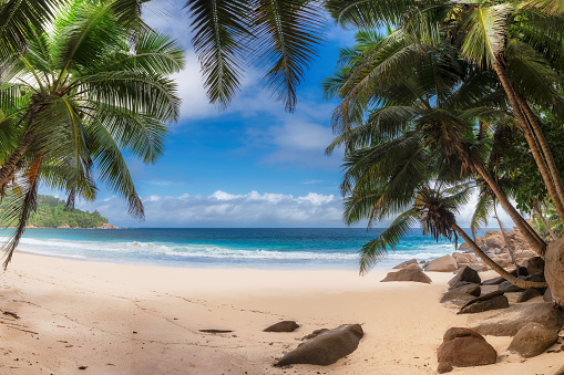 Palmeras en exótica playa tropical photo