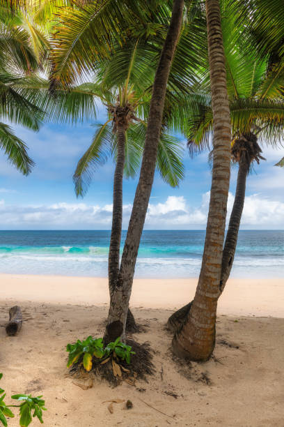 istock Palm trees on paradise island 1186881585