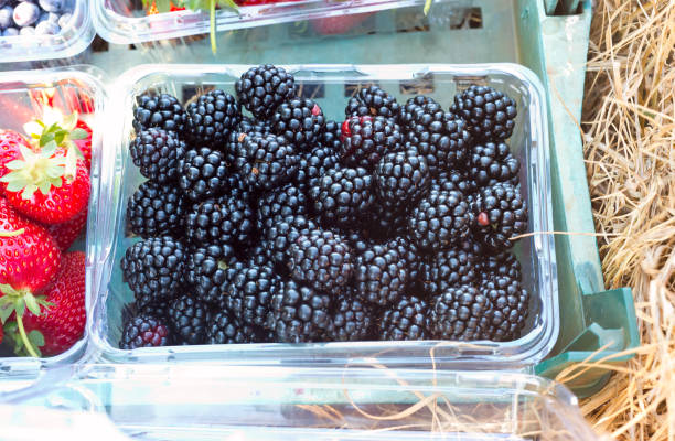 istock Blackberries picked for sale 1186882260