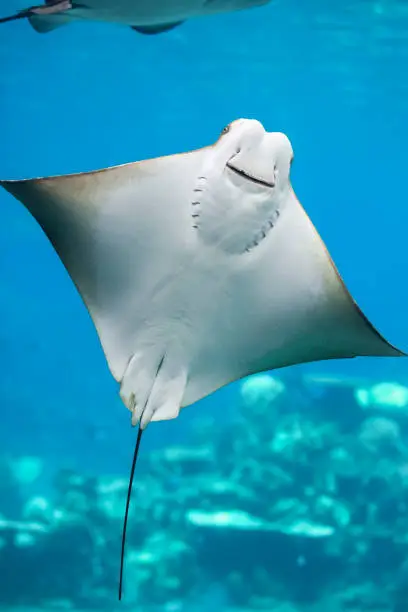Close up of a Bat Ray swimming in the water