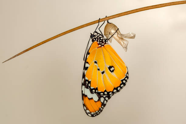 amazing moment ,monarch butterfly, pupae and cocoons are suspended. concept transformation of butterfly - metamorphism imagens e fotografias de stock