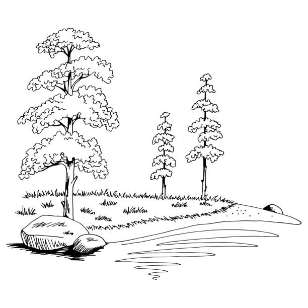 illustrazioni stock, clip art, cartoni animati e icone di tendenza di pine tree lake coast grafica bianco nero paesaggio disegno illustrazione vettore - pine wood forest river