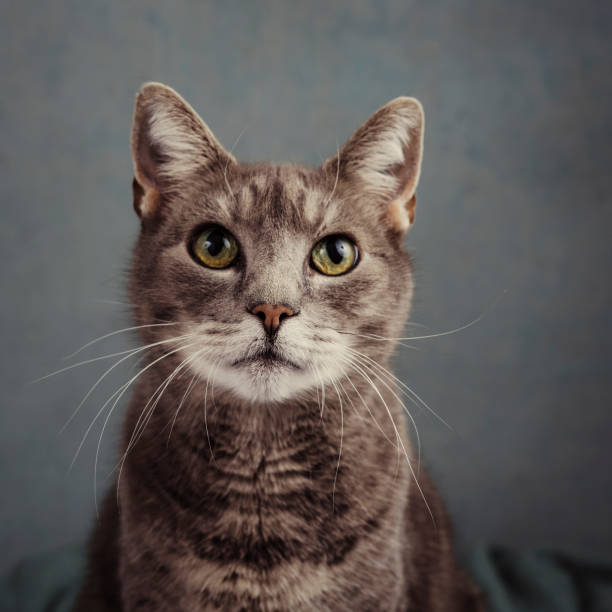 Cute grey cat in studio portrait stock photo