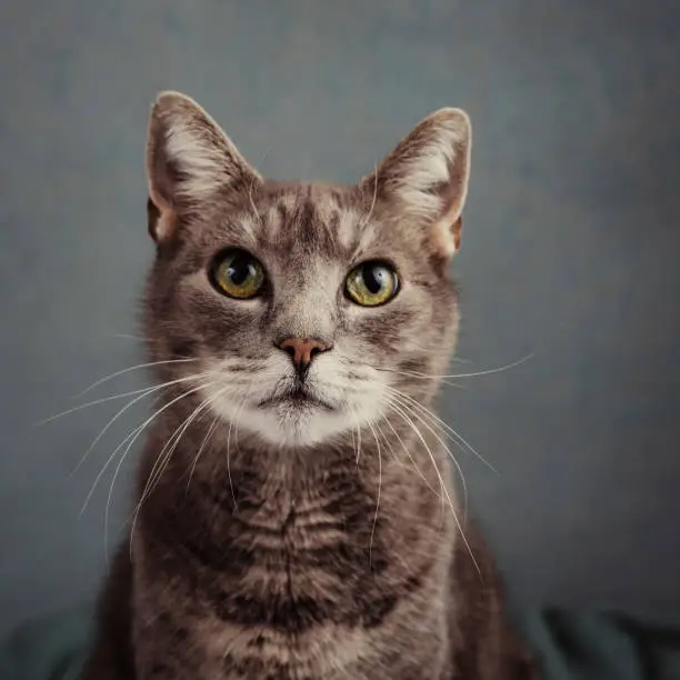 Photo of Cute grey cat in studio portrait