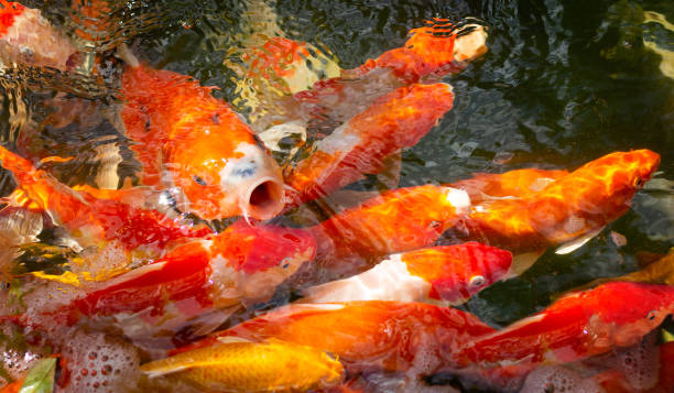 istock animal and nature 1186882805