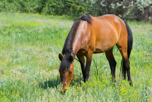 istock Chestnut horse (mare) on a spring pasture. 1186882865