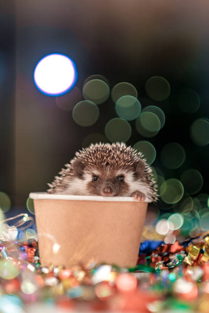 istock small Christmas hedgehog is looking at the camera 1186884080