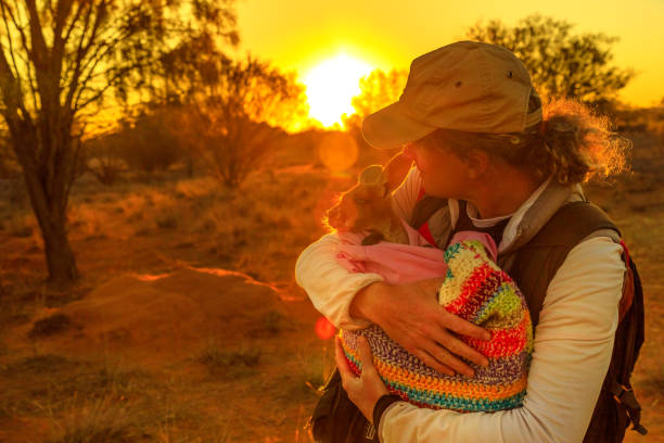 Tourist holding baby kangaroo Tourist man holding orphaned baby kangaroo at sunset sunlight in Australian outback. Interacting with cute kangaroo orphan. Australian Marsupial in Northern Territory, Central Australia, Red Centre. northern territory australia stock pictures, royalty-free photos & images