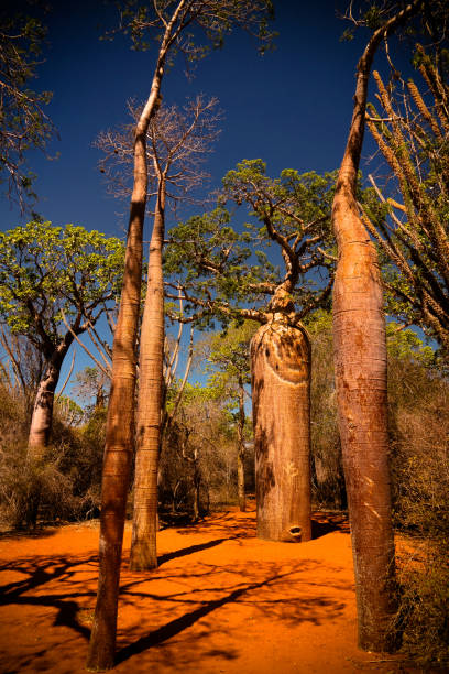 пейзаж с adansonia rubrostipa ака fony баобаб дерево в заповеднике рениала , толиара, мадагаскар - ifaty стоковые фото и изображения